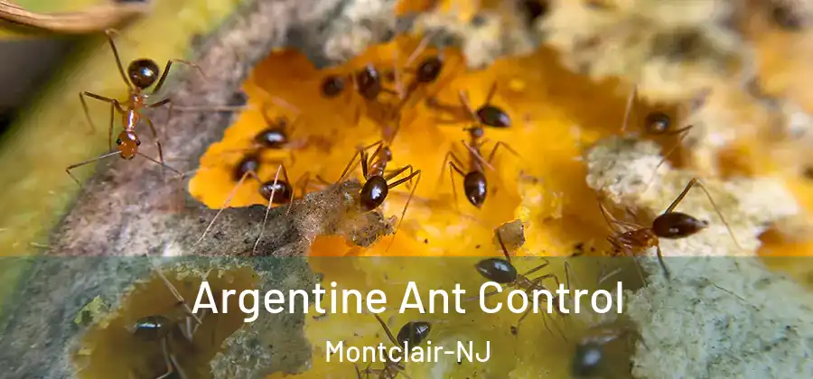  Argentine Ant Control Montclair-NJ