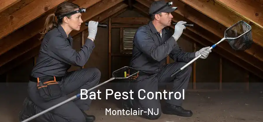 Bat Pest Control Montclair-NJ