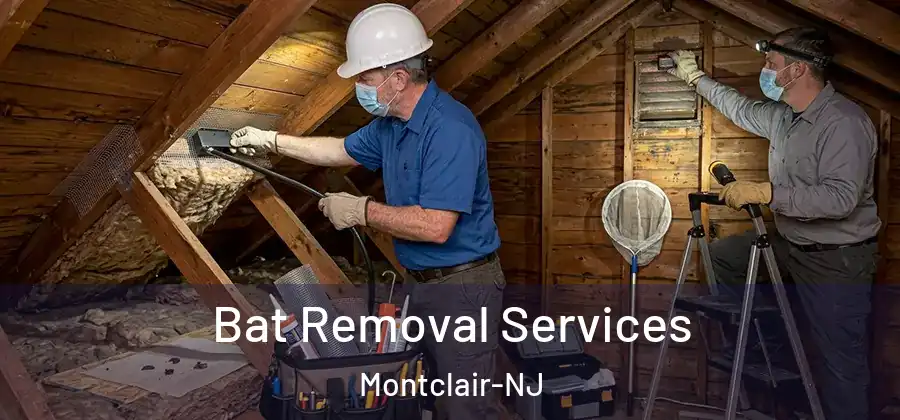 Bat Removal Services Montclair-NJ