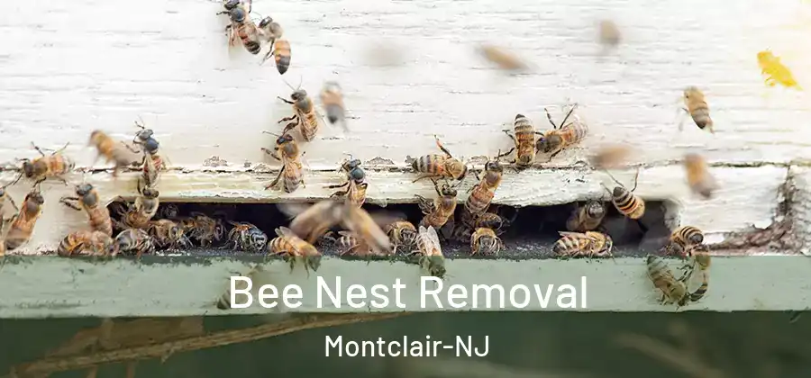  Bee Nest Removal Montclair-NJ