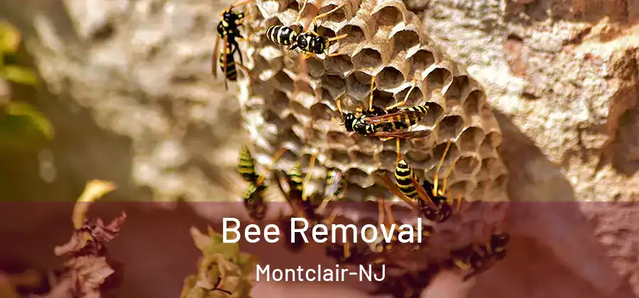  Bee Removal Montclair-NJ