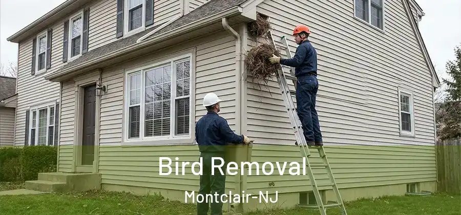 Bird Removal Montclair-NJ