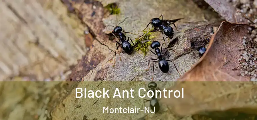  Black Ant Control Montclair-NJ