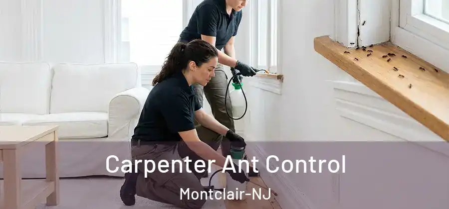  Carpenter Ant Control Montclair-NJ