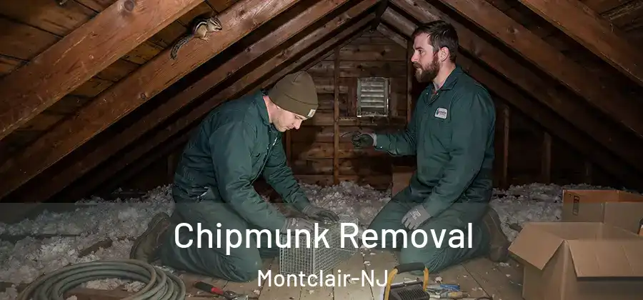Chipmunk Removal Montclair-NJ