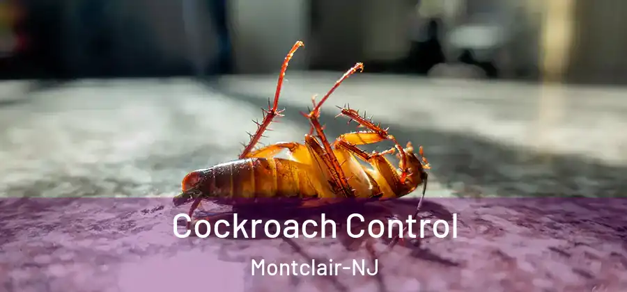 Cockroach Control Montclair-NJ