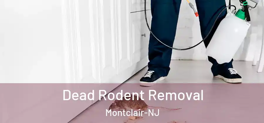 Dead Rodent Removal Montclair-NJ