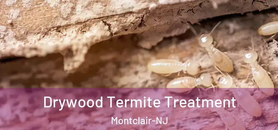  Drywood Termite Treatment Montclair-NJ