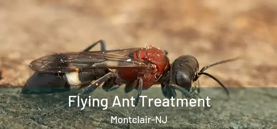  Flying Ant Treatment Montclair-NJ