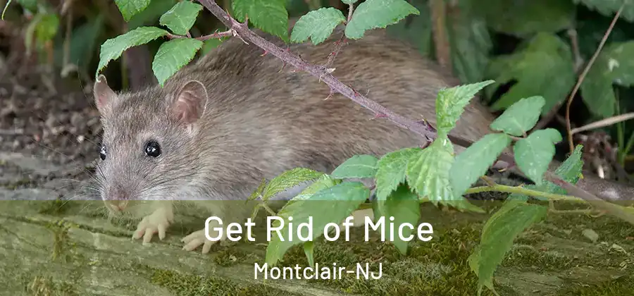 Get Rid of Mice Montclair-NJ