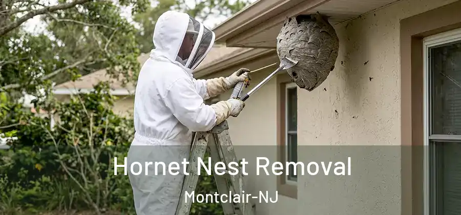 Hornet Nest Removal Montclair-NJ