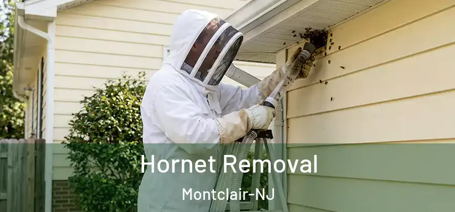  Hornet Removal Montclair-NJ