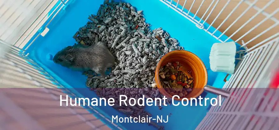  Humane Rodent Control Montclair-NJ