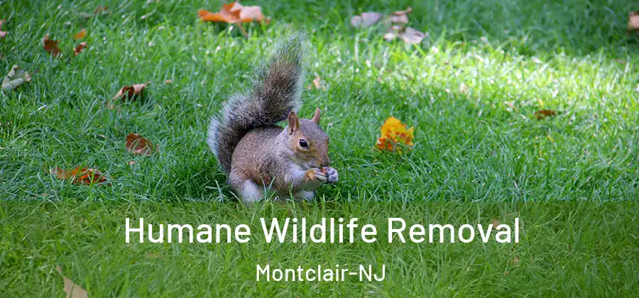  Humane Wildlife Removal Montclair-NJ