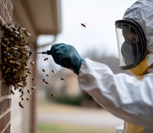 Your Bee Removal Company in Montclair, NJ