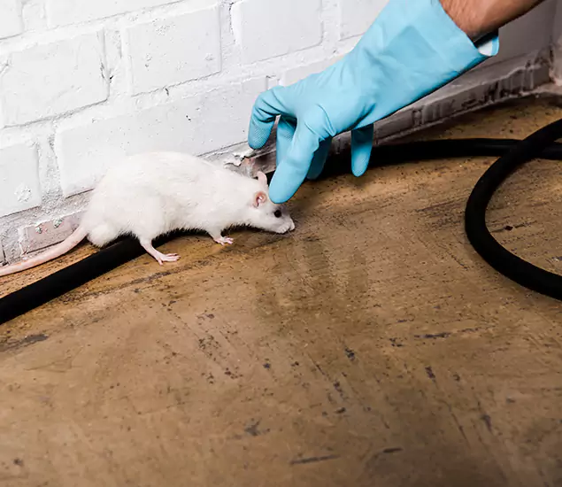 Trusted Mouse Exterminator: Your Rodent Control Company in Montclair, NJ