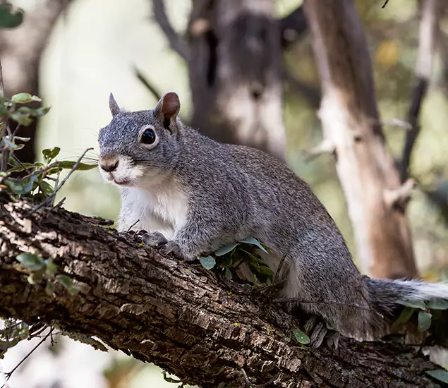 Your Trusted Squirrel Removal Company in Montclair, NJ