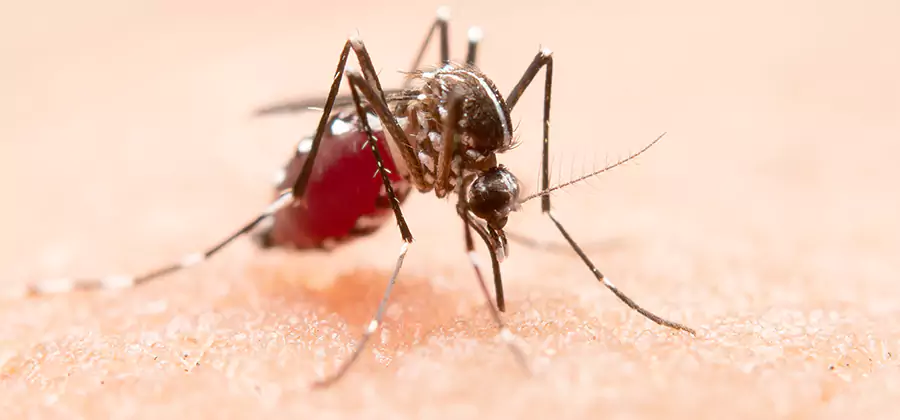 Pond Mosquito Control and Water Treatment in Montclair