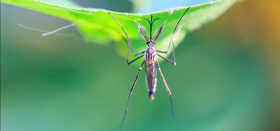 Home Defense Insect Killer in Montclair
