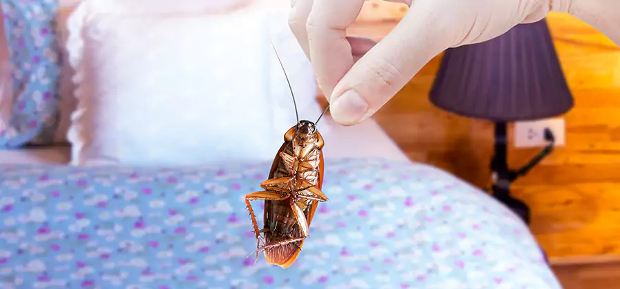 Bed Bug Inspection in Montclair