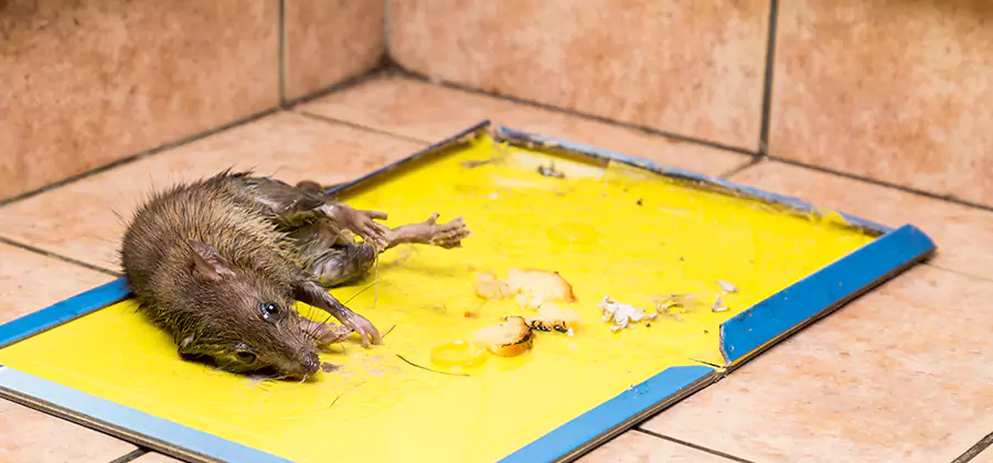 Rat Trapping Service In Montclair
