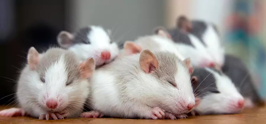 Rat Infestation Exclusion Service in Montclair