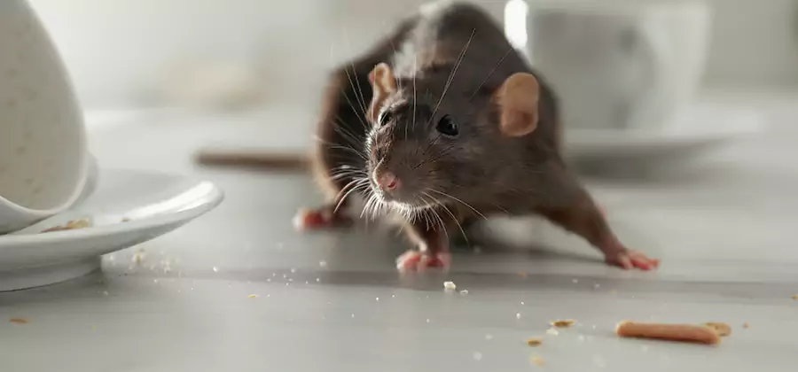Attic Rat Exclusion Service in Montclair