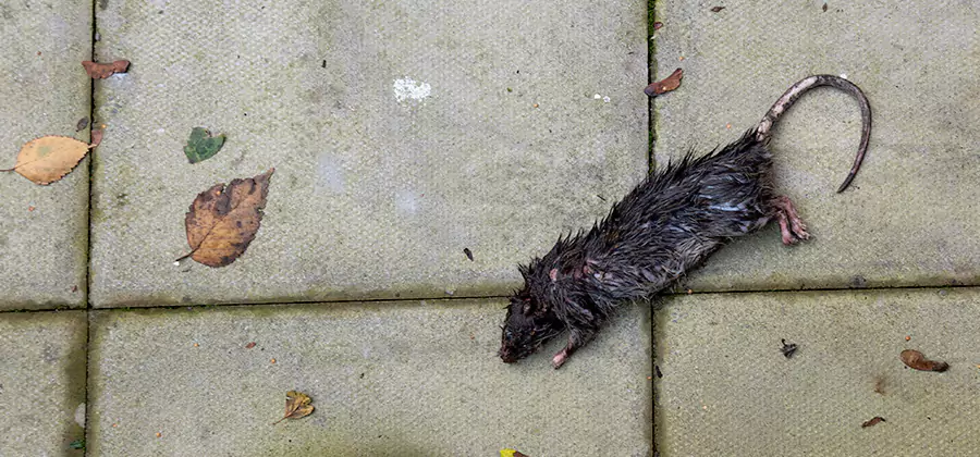 Rodent inspection service in Montclair