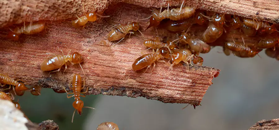 Wood Preservation Termite Treatment in Montclair