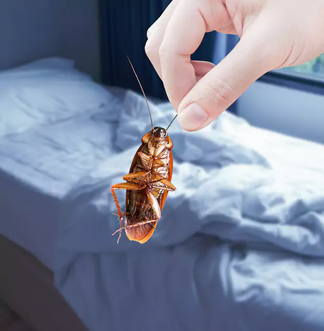 Why Choose Montclair Pest Control Pro for Bed Bug Extermination in Montclair, NJ?