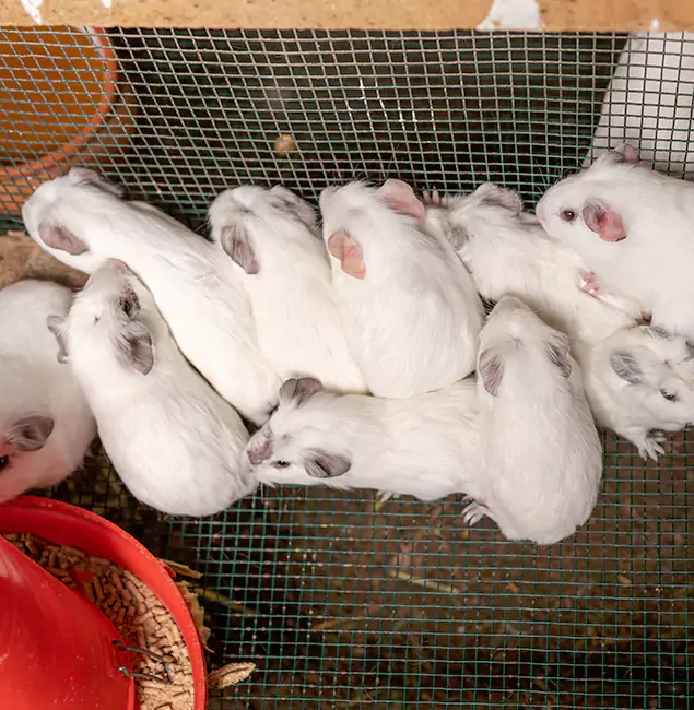 Why Montclair Pest Control Pro Is the Trusted Choice in Montclair, NJ?