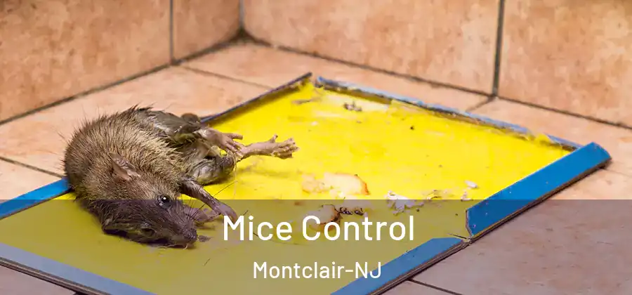  Mice Control Montclair-NJ