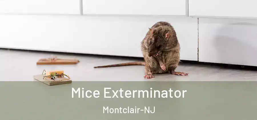 Mice Exterminator Montclair-NJ