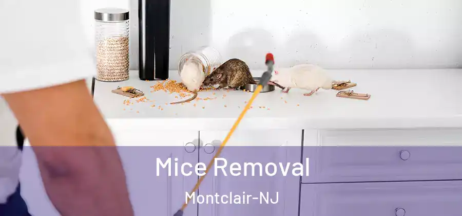 Mice Removal Montclair-NJ