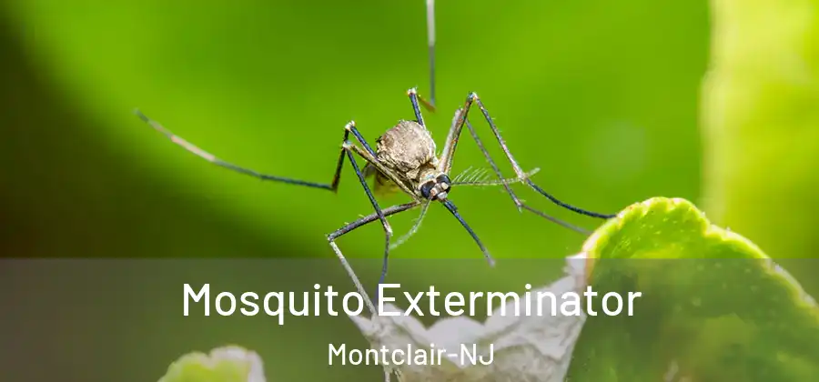 Mosquito Exterminator Montclair-NJ