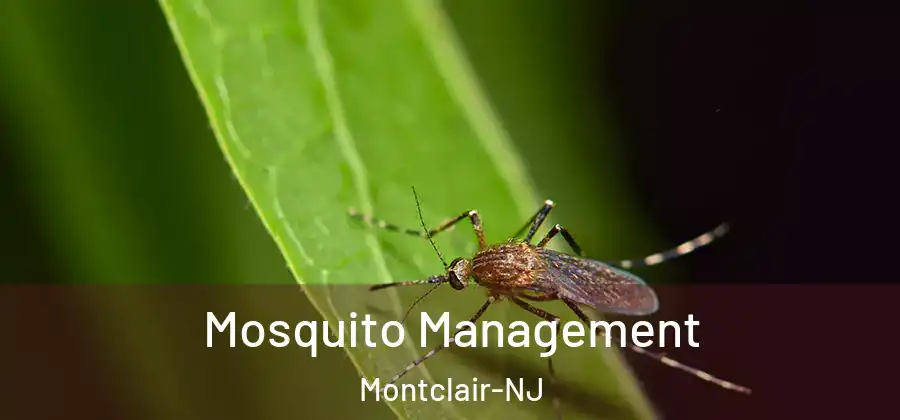  Mosquito Management Montclair-NJ