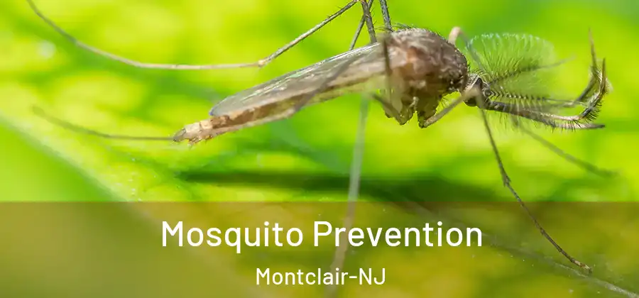  Mosquito Prevention Montclair-NJ
