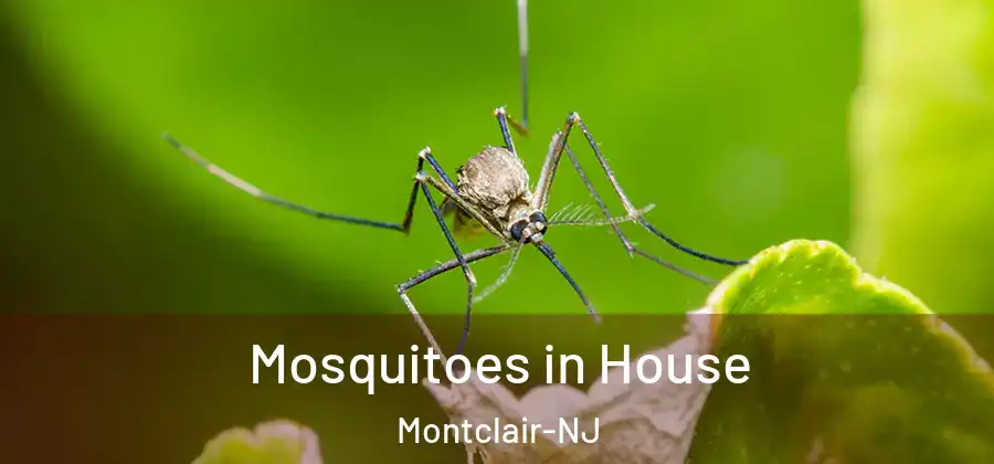 Mosquitoes in House Montclair-NJ