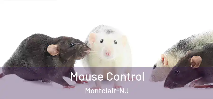 Mouse Control Montclair-NJ