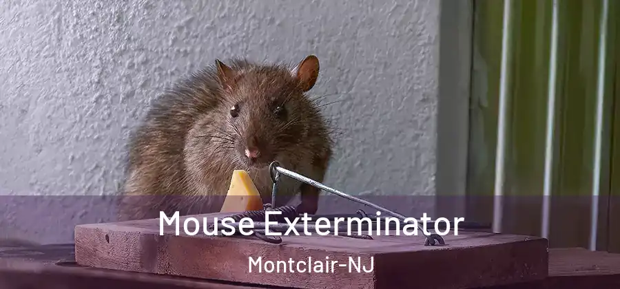  Mouse Exterminator Montclair-NJ