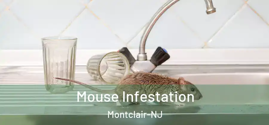 Mouse Infestation Montclair-NJ