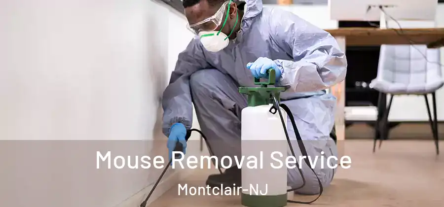 Mouse Removal Service Montclair-NJ