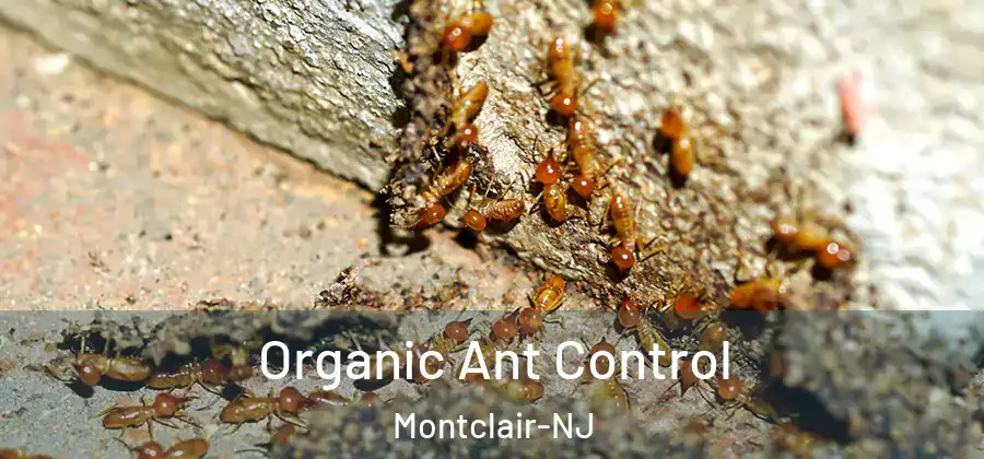  Organic Ant Control Montclair-NJ