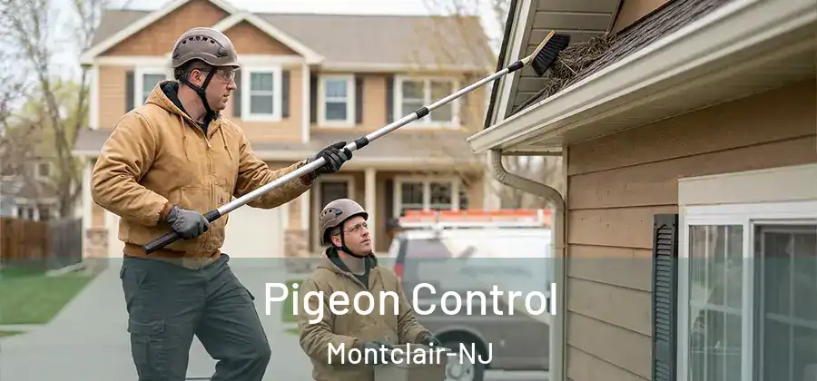 Pigeon Control Montclair-NJ