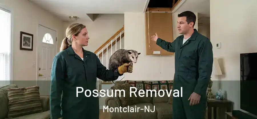  Possum Removal Montclair-NJ