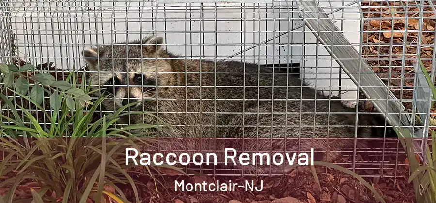  Raccoon Removal Montclair-NJ
