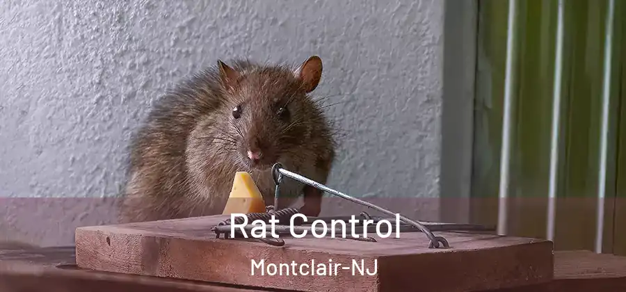 Rat Control Montclair-NJ