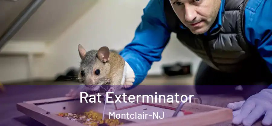 Rat Exterminator Montclair-NJ