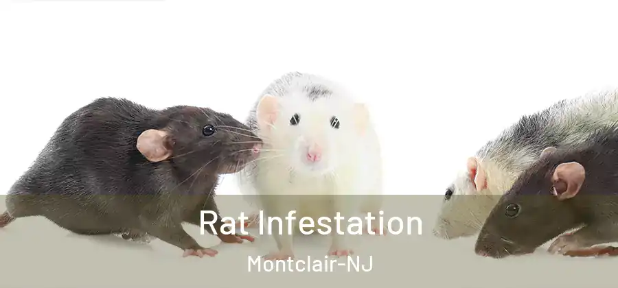  Rat Infestation Montclair-NJ