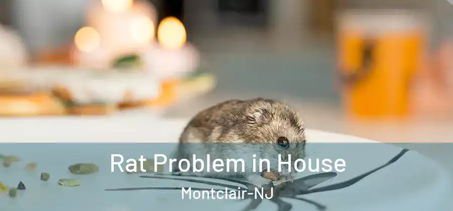  Rat Problem in House Montclair-NJ